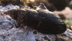 Atrimitra idae