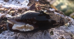 Atrimitra idae
