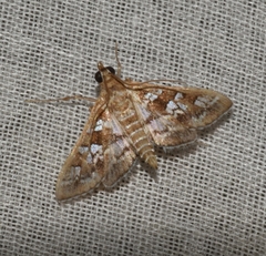 Sameodes