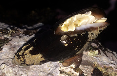 Atrimitra idae