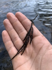 Fontinalis neomexicana