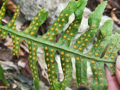 Polypodium plesiosorum