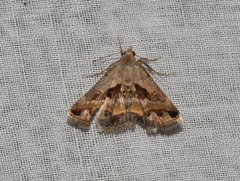 Acantholipes