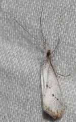 Asmicridea edwardsii