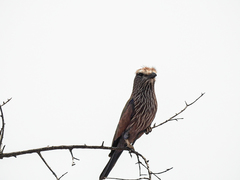 Coracias naevius mosambicus