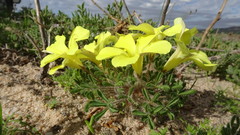 Oxalis suavis