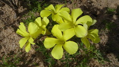 Oxalis suavis