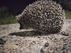 Erinaceus roumanicus