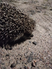 Erinaceus roumanicus