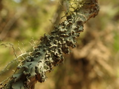 Heterodermia obscurata