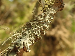 Heterodermia obscurata