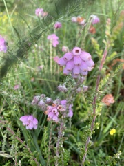 Erica ciliaris