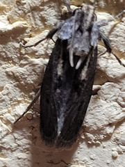 Acrolophus popeanella