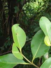 Avicennia officinalis
