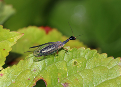 Dichrostigma flavipes