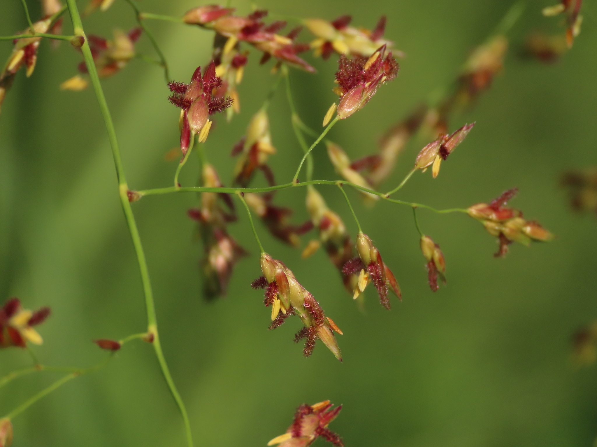 Sorghum propinquum