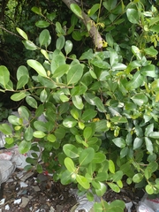 Avicennia officinalis