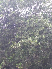Avicennia officinalis