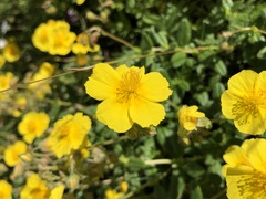 Potentilla aurea
