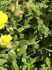 Potentilla aurea