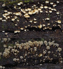 Xeromphalina leonina