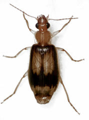 Trigonothops pacifica