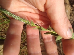 Veronica barrelieri