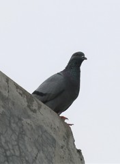 Columba livia domestica