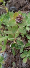 Hylotelephium anacampseros