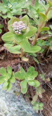 Hylotelephium anacampseros