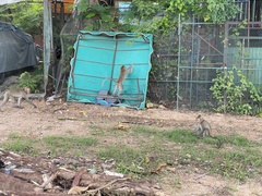 Macaca fascicularis