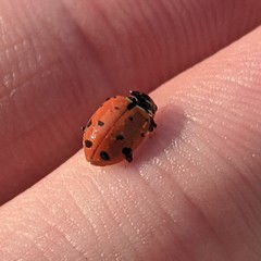 Hippodamia convergens