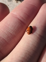 Hippodamia convergens