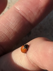 Hippodamia convergens