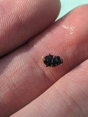 Hippodamia convergens