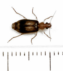 Trigonothops pacifica