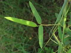 Glycine max formosana