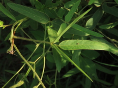 Glycine max formosana