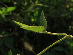 Glycine max formosana