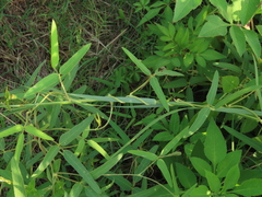 Glycine max formosana