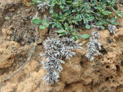 Polycarpaea divaricata