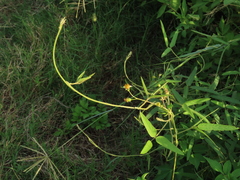 Glycine max formosana