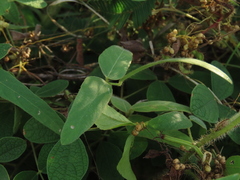 Glycine max formosana