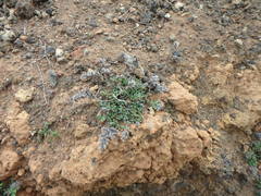 Polycarpaea divaricata