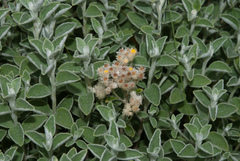 Helichrysum lepidissimum