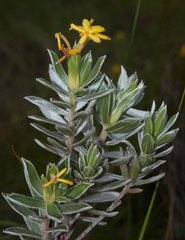 Lasiosiphon splendens