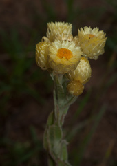 Helichrysum mixtum mixtum