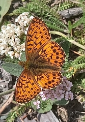 Boloria titania