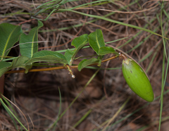 Raphionacme procumbens
