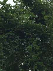 Millettia